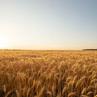 Câmp de grâu auriu