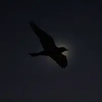 Silhouette di Uccello Luminoso