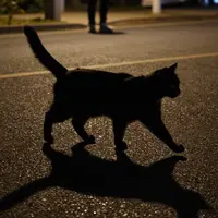 گربه سیاه در حال عبور از خیابان