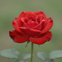 Red Rose