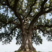 Oak Tree