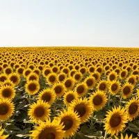 Campo di Girasoli