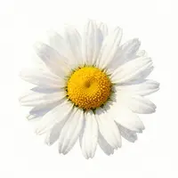 گل مروارید آبرنگی