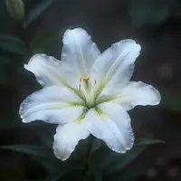 Светящаяся лилия