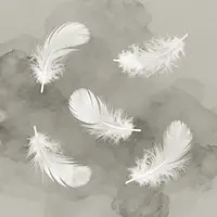 Plumes qui Tombent
