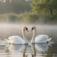 Swans