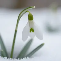 Зимний цветок