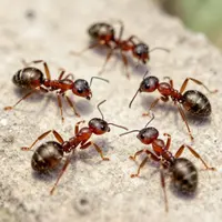 Кумурскалар