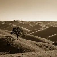 Сепия реңктері