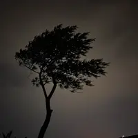 ضد نور درخت در شب