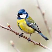 Певчие птицы