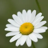 Цветы маргаритки