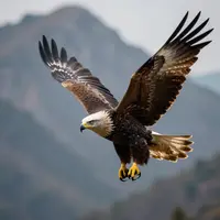 Eagle