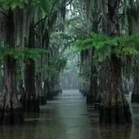 रहस्यमय दलदल