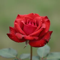 Rose Flower