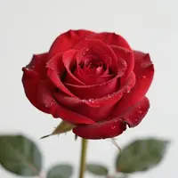 एक अकेला गुलाब