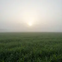 धुंध भरा मैदान