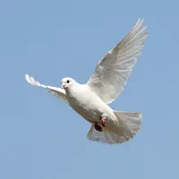 Dove