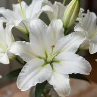 White Lilies