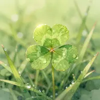 ใบโคลเวอร์ 4 แฉก