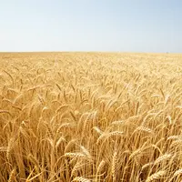 Wheat Field
