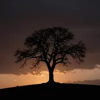 अकेला पेड़