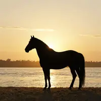 Silueta Koně