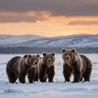 Brown Bears