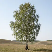 Пейзаж с березой