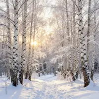 Snow-Covered Forest
