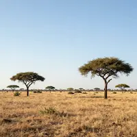 Paesaggio della Savana