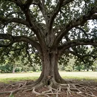 Ancient Tree