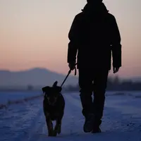 پیوند انسان و حیوان