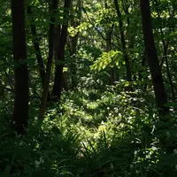 Пятнистый солнечный свет