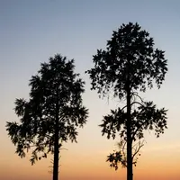 ضد نور درختان