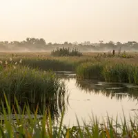 ทิวทัศน์พื้นที่ชุ่มน้ำ