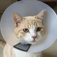 Қорғаныс Жағасы