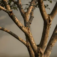 Переплетенные ветви