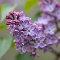 Lilac Flowers