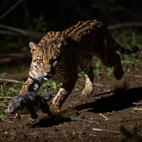 Жыртқыш пен олжа