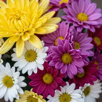 گل‌های داوودی