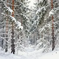 Snowy Forest