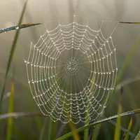 मकड़ी का जाला
