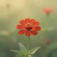 گل سرخ درخشان