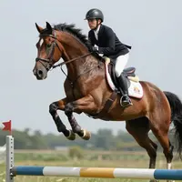 กีฬาขี่ม้า