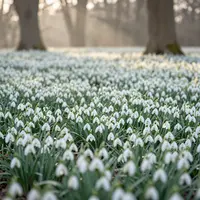 Бәйшешек даласы