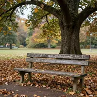 Park Bench