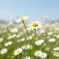 Chamomile Flowers