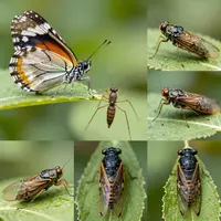 Mga Insekto