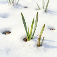 आशावादी वसंत